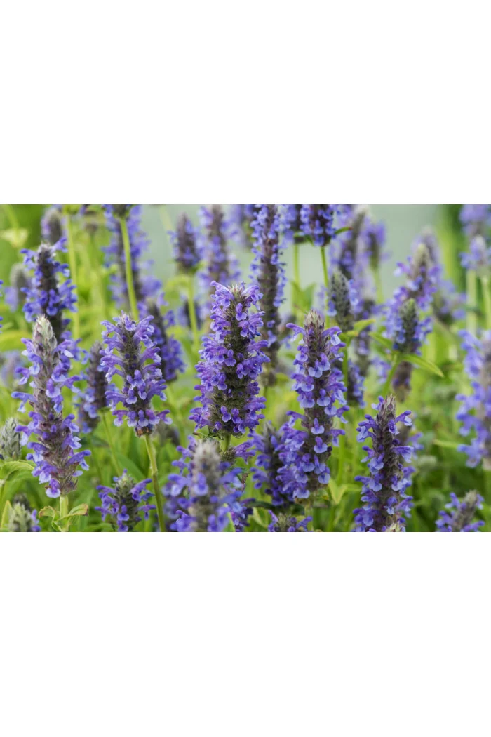 Kocimiętka żyłkowana 'Blue Moon' | Nepeta nervosa