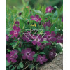 Barwinek mniejszy 'Atropurpurea' Vinca minor