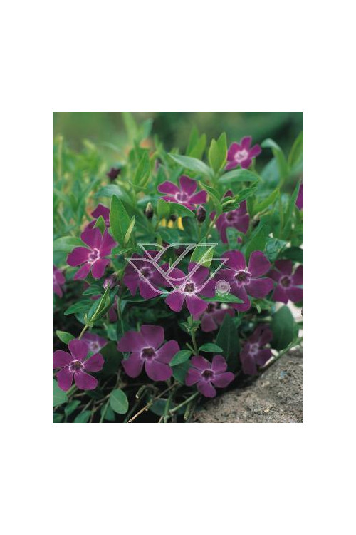 Barwinek mniejszy 'Atropurpurea' Vinca minor