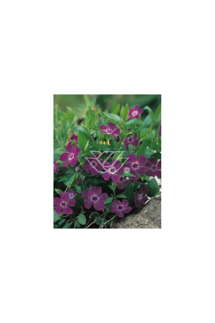 Barwinek mniejszy 'Atropurpurea' Vinca minor