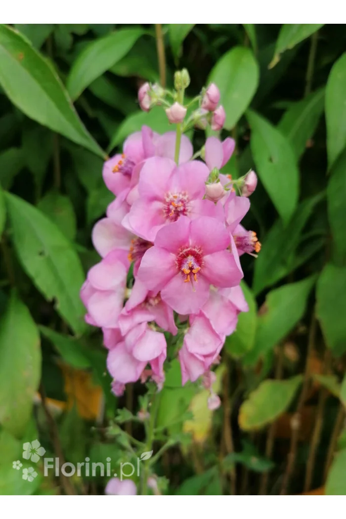 Dziewanna 'Rosie' | Verbascum