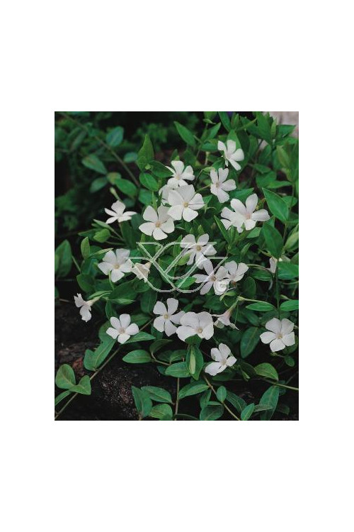 Barwinek mniejszy 'Gertrude Jekyll' Vinca minor