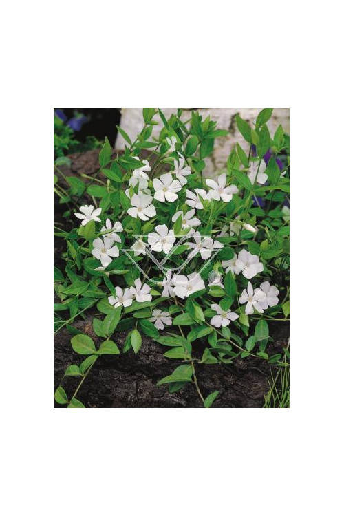 Barwinek mniejszy 'Gertrude Jekyll' Vinca minor