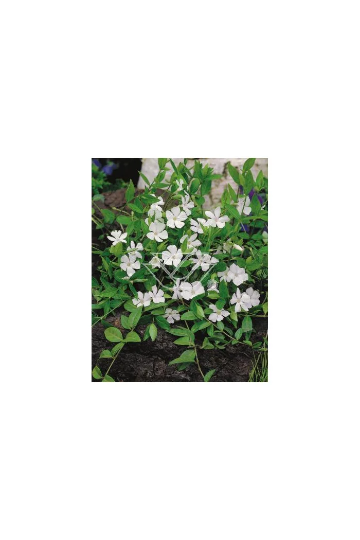 Barwinek mniejszy 'Gertrude Jekyll' Vinca minor