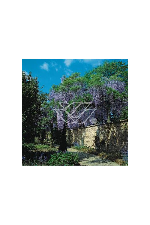 Glicynia chińska (niebieska) 'Prolific' | Wisteria sinensis