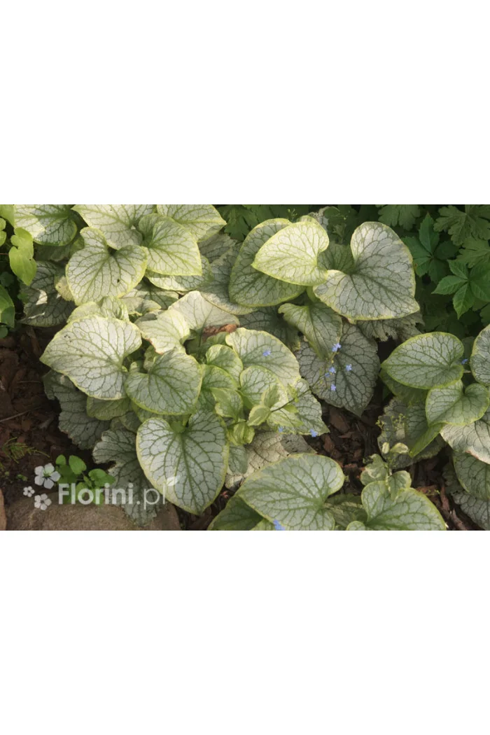 Brunnera 'King's Ransom' Brunnera