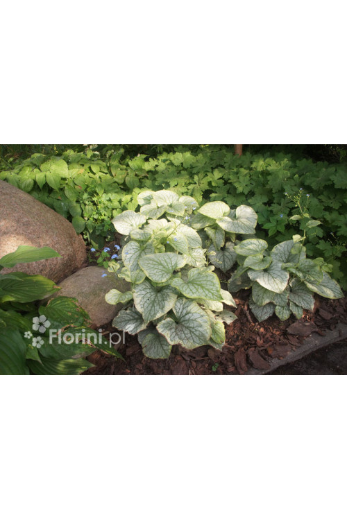 Brunnera 'King's Ransom' Brunnera