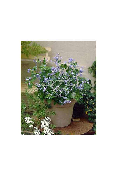 Brunnera wielkolistna | Brunnera macrophylla