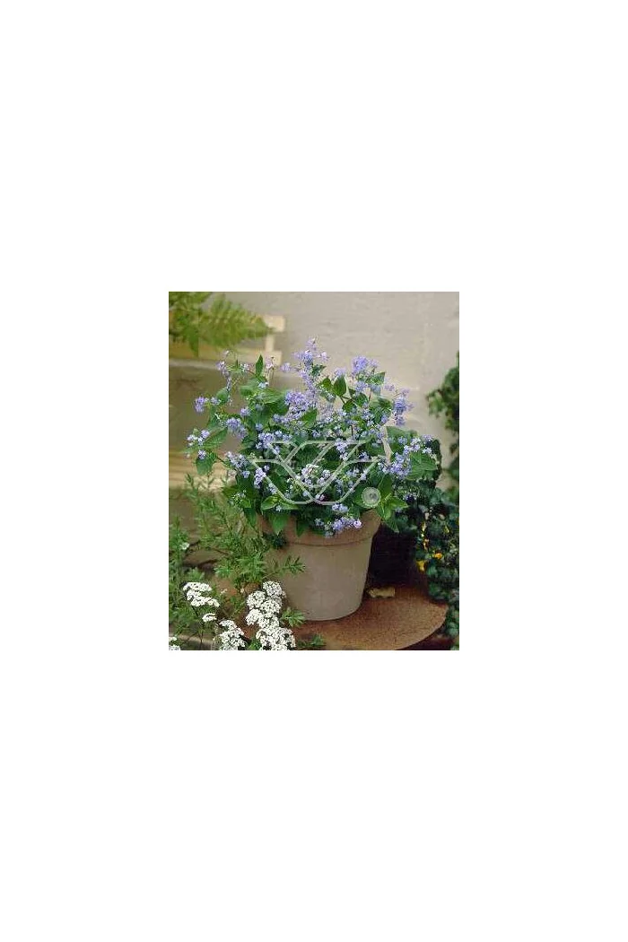 Brunnera wielkolistna | Brunnera macrophylla