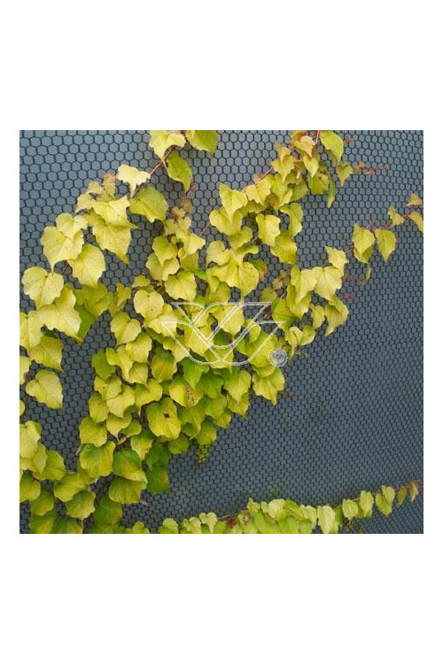 Winobluszcz, winobluszcz Fenway Park, winobluszcz o żółtych liściach, Parthenocissus