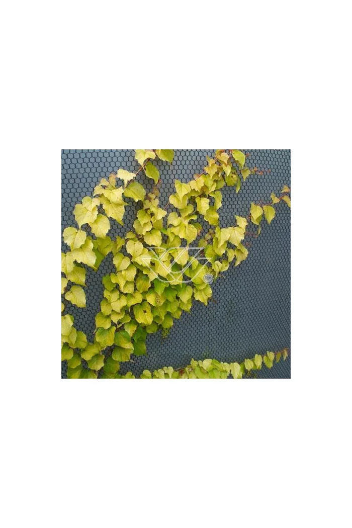 Winobluszcz, winobluszcz Fenway Park, winobluszcz o żółtych liściach, Parthenocissus