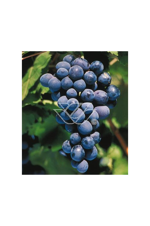 Winorośl 'Alden' | Vitis