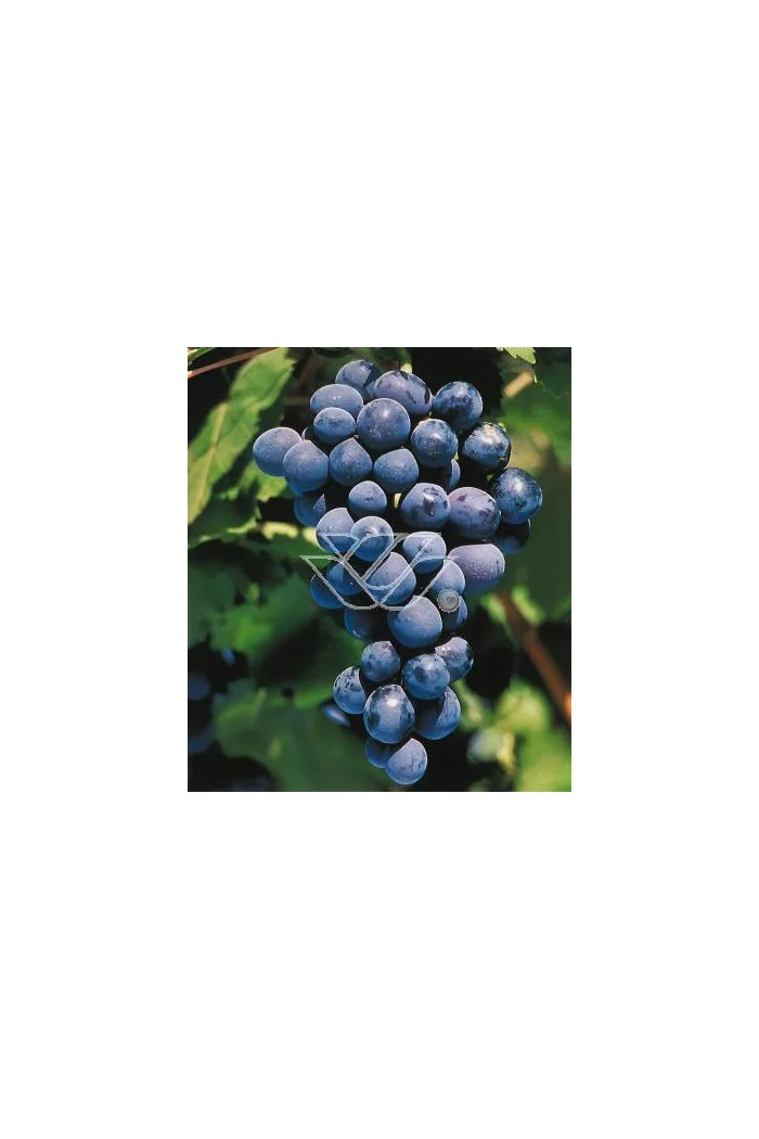 Winorośl 'Alden' | Vitis