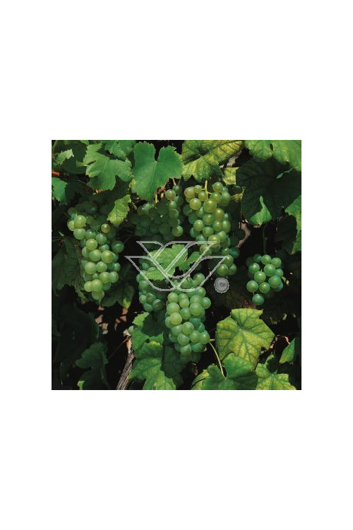Winorośl 'Refren' Vitis