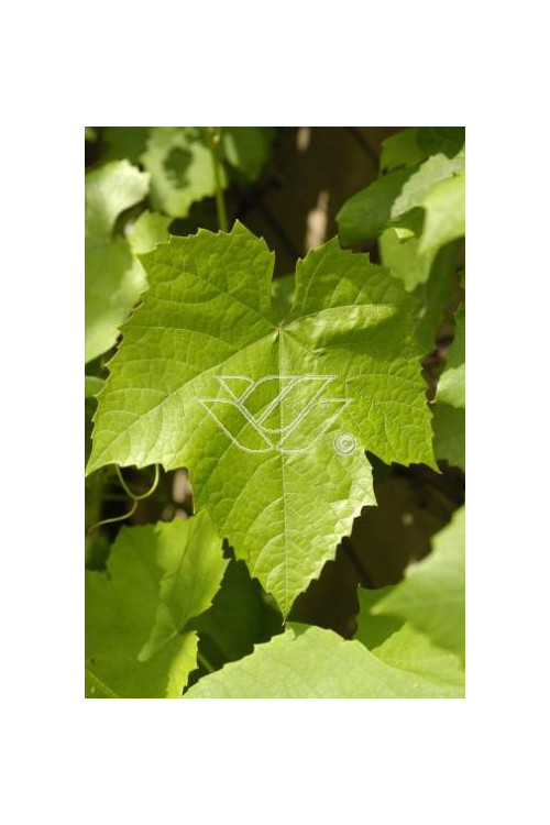 Winorośl 'Refren' Vitis