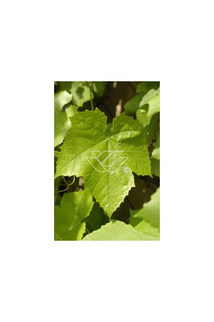 Winorośl 'Refren' Vitis