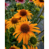 Jeżówka 'Honey Skipper' | Echinacea