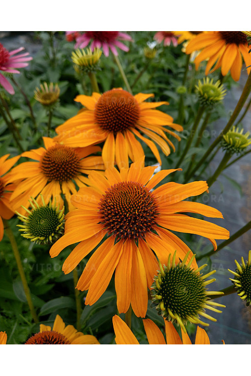 Jeżówka 'Honey Skipper' | Echinacea