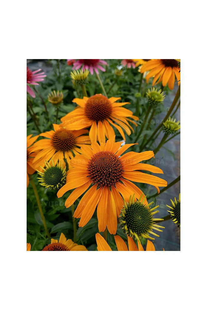 Jeżówka 'Honey Skipper' | Echinacea