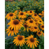 Jeżówka 'Honey Skipper' | Echinacea
