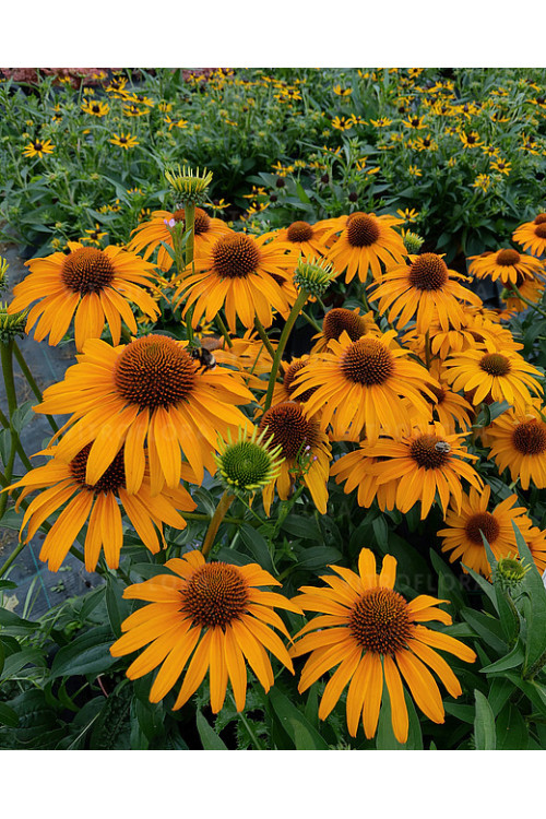 Jeżówka 'Honey Skipper' | Echinacea