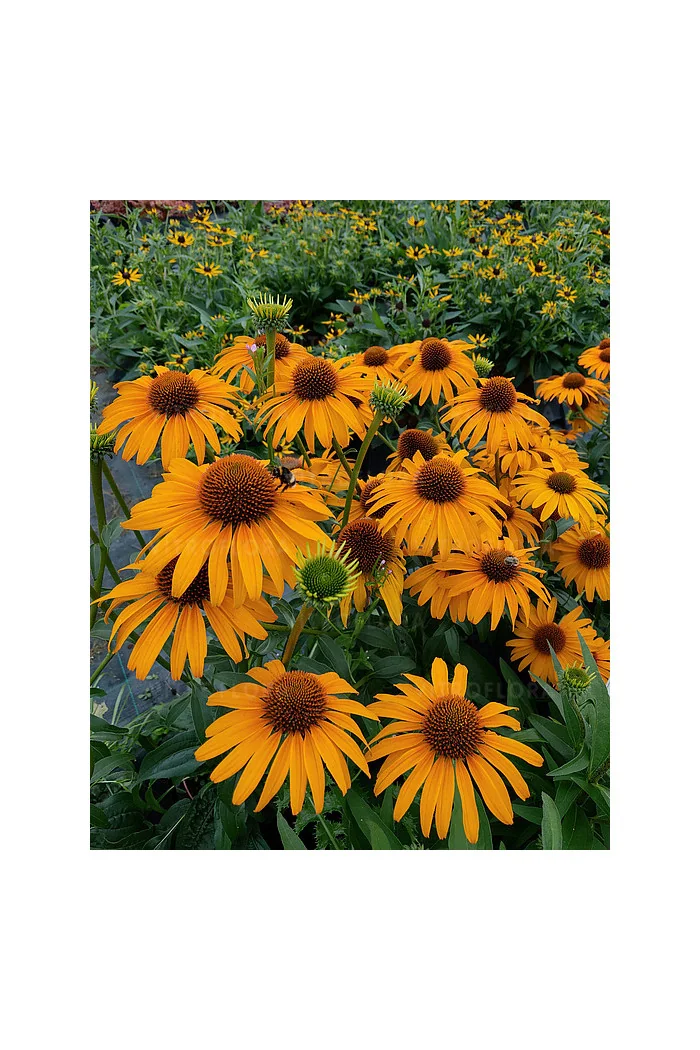 Jeżówka 'Honey Skipper' | Echinacea