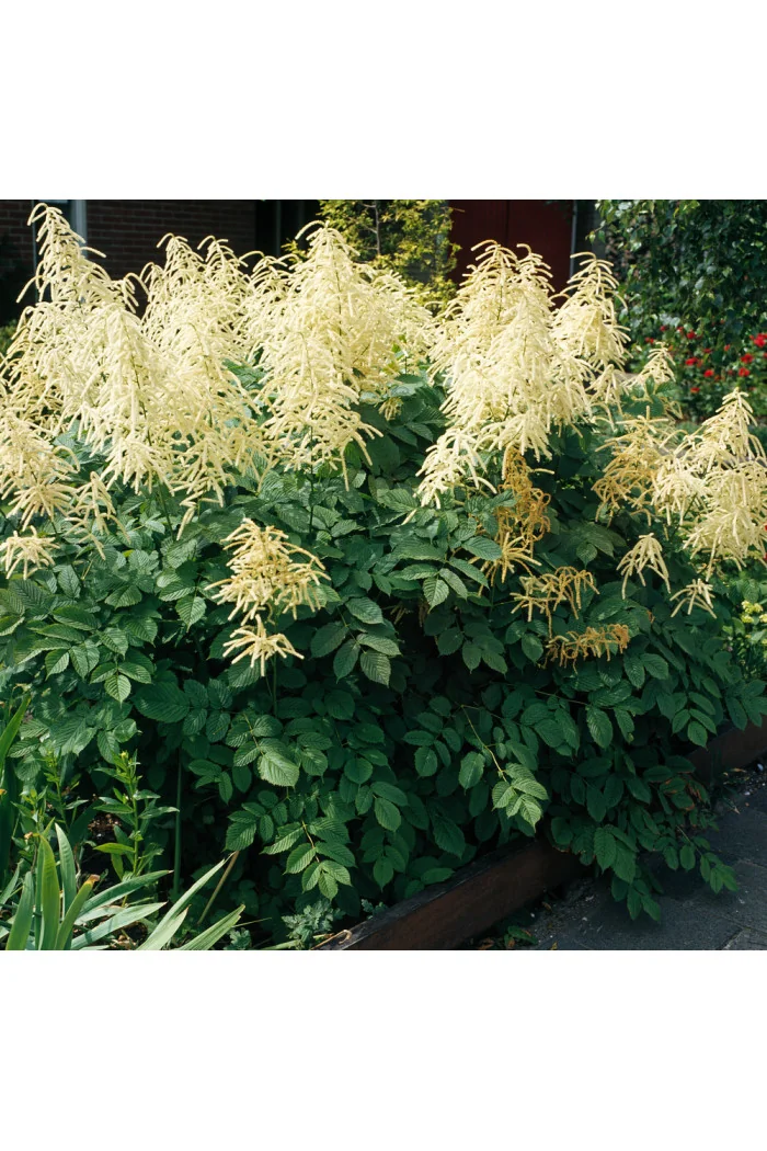 Parzydło leśne 'Zweiweltenkind' Aruncus sinensis