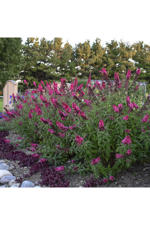 budleja, budleja, motyli krzew