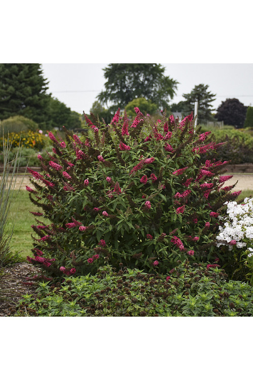 budleja, budleja, motyli krzew