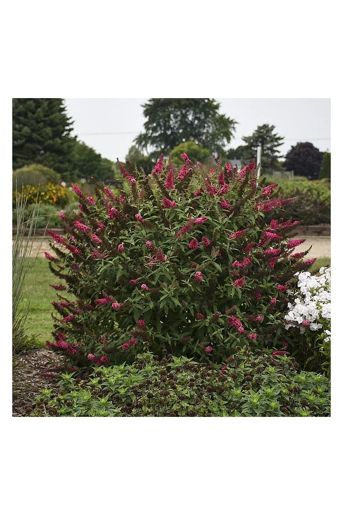 budleja, budleja, motyli krzew