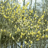 Leszczynowiec skąpokwiatowy | Corylopsis pauciflora