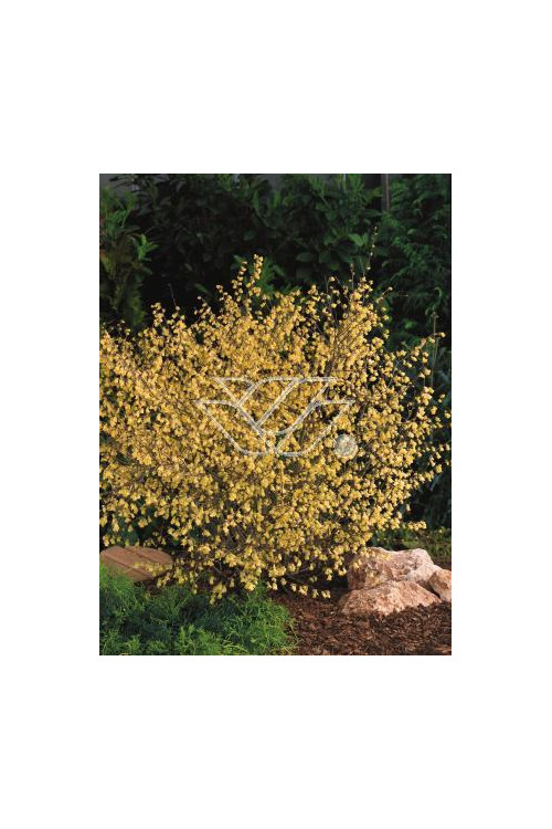 Leszczynowiec skąpokwiatowy | Corylopsis pauciflora