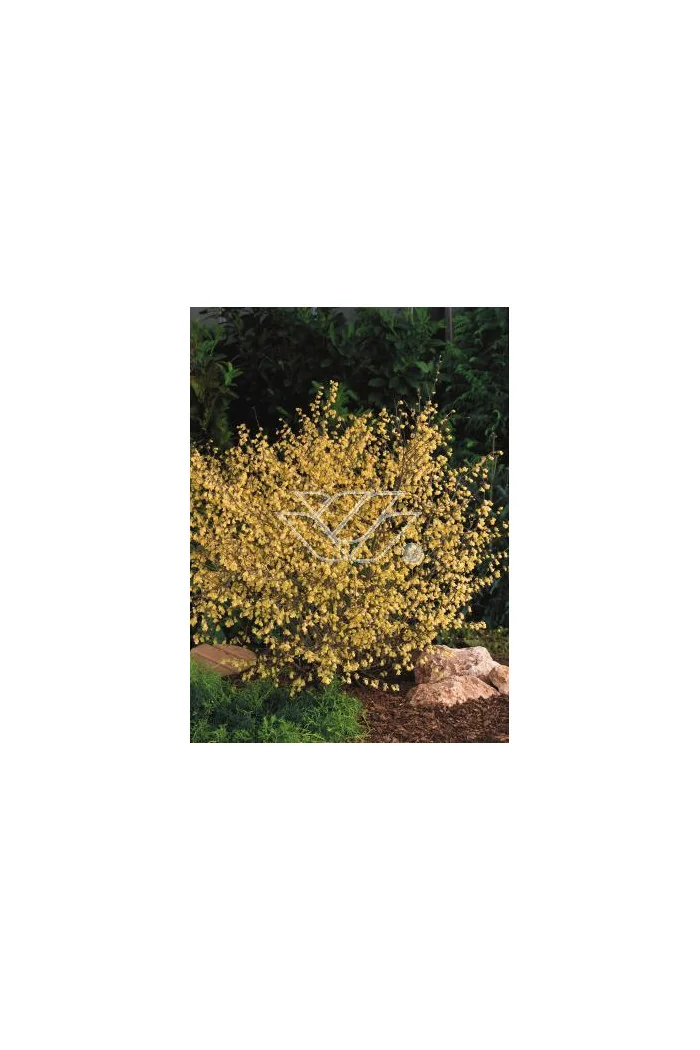 Leszczynowiec skąpokwiatowy | Corylopsis pauciflora