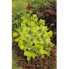 Perukowiec podolski 'Golden Spirit' | Cotinus coggygria