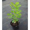 Perukowiec podolski 'Golden Spirit' | Cotinus coggygria