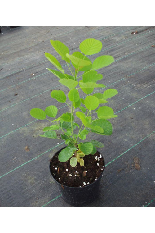 Perukowiec podolski 'Golden Spirit' | Cotinus coggygria