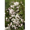 Żylistek różowy 'Rosea Plena' Deutzia