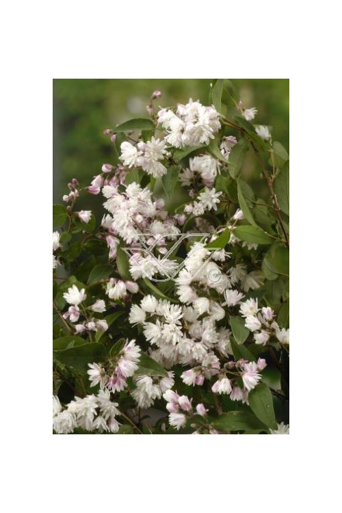 Żylistek różowy 'Rosea Plena' Deutzia