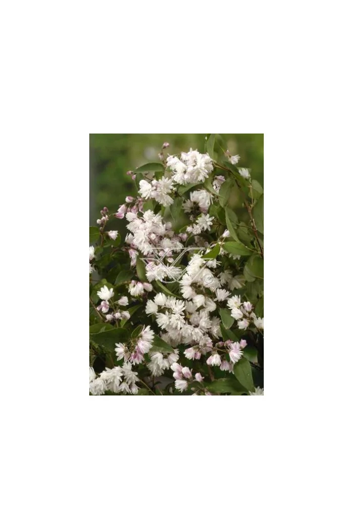 Żylistek różowy 'Rosea Plena' Deutzia