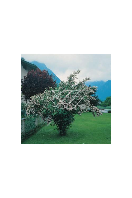 Żylistek różowy 'Rosea Plena' Deutzia