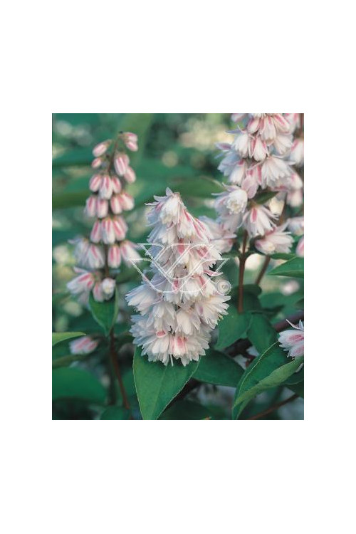 Żylistek różowy 'Rosea Plena' Deutzia