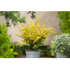 Ostrokrzew 'Golden Gem' | Ilex crenata