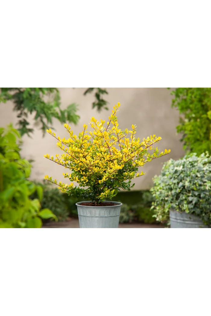 Ostrokrzew 'Golden Gem' | Ilex crenata