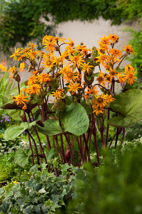 Języczka pomarańczowa 'Othello' Ligularia dentata