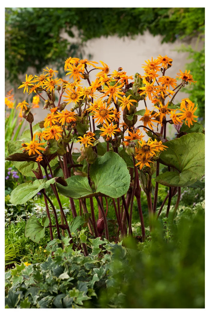 Języczka pomarańczowa 'Othello' Ligularia dentata