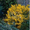 Janowiec barwierski 'Royal Gold' Genista tinctoria