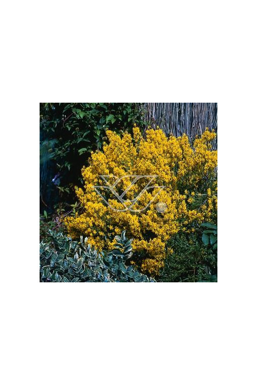 Janowiec barwierski 'Royal Gold' Genista tinctoria