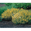 Janowiec barwierski 'Royal Gold' Genista tinctoria