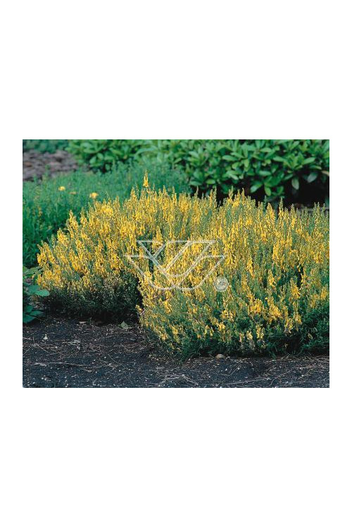 Janowiec barwierski 'Royal Gold' Genista tinctoria