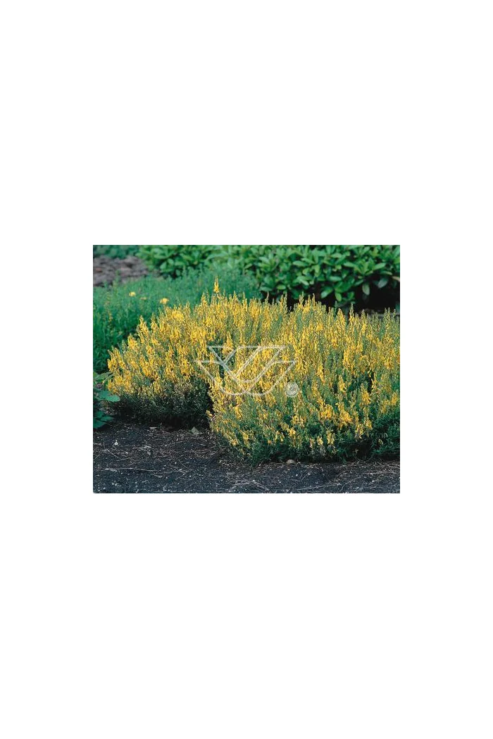 Janowiec barwierski 'Royal Gold' Genista tinctoria